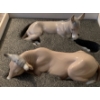 Image 3 : Lladro Porcelain Decorative Cattle 7W (quantity 2) 1987
