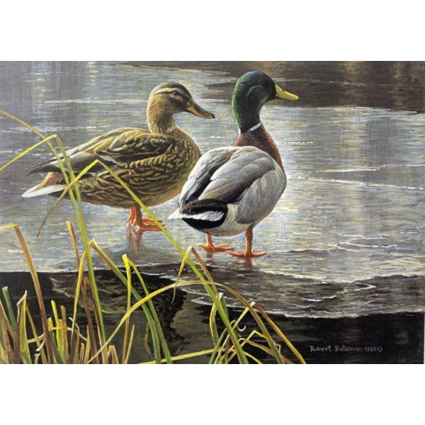 Robert Bateman "Mallard Pair- Early Winter" Signed Wildlife Habitat Canada Print