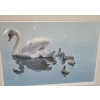 Image 3 : "Following Mama Mute Swans",Artist: R.S.Parker,150 /950,Offset Lithograph Framed Under Glass 35 X 26