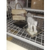 Ladies Clutch Collection w/ Pair Of Porcelain Bears Antique Footed Mirror & More