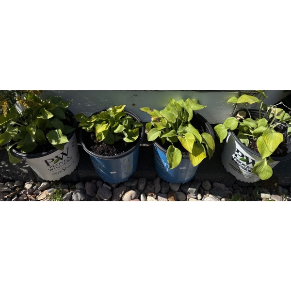 4 Beautiful Perennials Potted Plants  (Back Yard 2 Blue Pots)