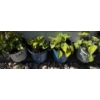 4 Beautiful Perennials Potted Plants  (Back Yard 2 Blue Pots)