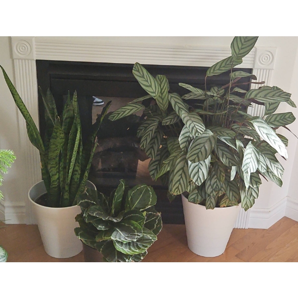 Three Potted Houseplants Including Sansevieria and Calathea