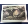 Image 2 : Alex Halliburton Safe From The Hounds Print 23T 32W, Feline Sanctuary Print 19T 25.5W
