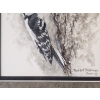 Image 3 : Framed Watercolor "Downy Woodpecker Study" By Canadian Artist Robert Batema 12''W*12''H INCHES.