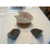 Image 1 : Queen Conch Sea Shell w/ Black Skin Indian Agate 7T