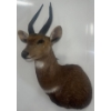 Image 3 : African Bushbuck 15W x 18D x 33T