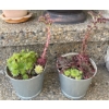 Image 2 : 4 Outdoor Potted Plants 16T