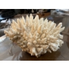 Image 5 : Coral 10x8x7 amazing piece of coral form the depths of the ocean 