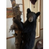 Image 3 : bear cub climbing on tree full mount. Mounted By Jim Boland . Height 89” Width 22”