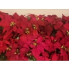 Image 2 : On Point Poinsettias - Artificial Holiday House Plant Hoard  - More Than U Can Count