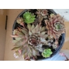 Image 2 : Live Succulent Garden #3 - 3 Large 2 Medium Sized Pots 