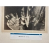 Image 2 : Lawrence Gray Autograph