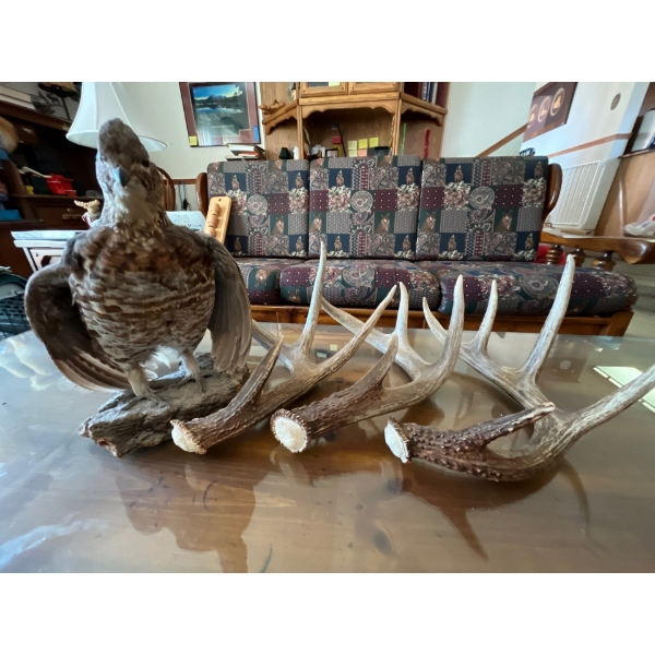 Deer Sheds and a Grouse mount . 3 deer sheds in total 