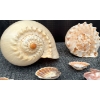 Image 6 : Coral and Fossil Fragments