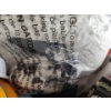Image 3 : Cat and Dog Supplies Bundle