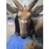 Image 5 : Full-Body Nyala Taxidermy Mount