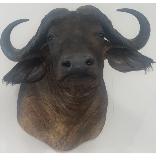 African Cape Buffalo 36T x 36D x 32W