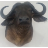 Image 1 : African Cape Buffalo 36T x 36D x 32W
