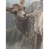 Image 3 : Print of Baby Sheep 223/950, Artist: Rod Tribiger, 30 X 35 Framed Under Glass