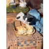Image 3 : Enesco 1994 Animal Resin Figurines Set