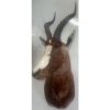 Image 2 : African Blesbok 14W x 18D x 38T