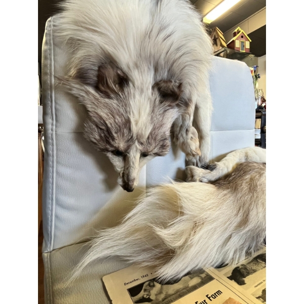 Historic Drumheller Fox Fur – Winnifred Hooker Collection Originating from the early 1900s, this exc