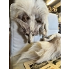 Image 1 : Historic Drumheller Fox Fur – Winnifred Hooker Collection Originating from the early 1900s, this exc