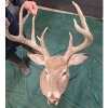 Image 4 : Taxidermy White-Tailed Deer Mount
