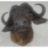 Image 2 : African Cape Buffalo 36T x 36D x 32W