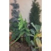Image 1 : Artificial Evergreens and Ferns, Tallest: Metal Stand for Fern 40 T