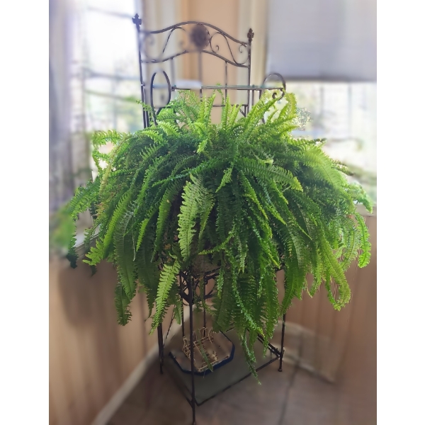 Ornate Metal Bakers Rack 24 w 69 h & Massive Live Fern