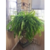Image 1 : Ornate Metal Bakers Rack 24 w 69 h & Massive Live Fern
