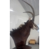 Image 6 : African Sable Antelope Torso 24W x 42D x 96T