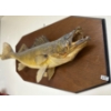 Image 3 : Taxidermy Pikeral 26L