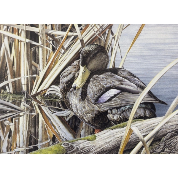 Chris Bacon "Late Fall - Black Duck" Signed Wildlife Habitat Canada Print