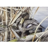Image 1 : Chris Bacon "Late Fall - Black Duck" Signed Wildlife Habitat Canada Print