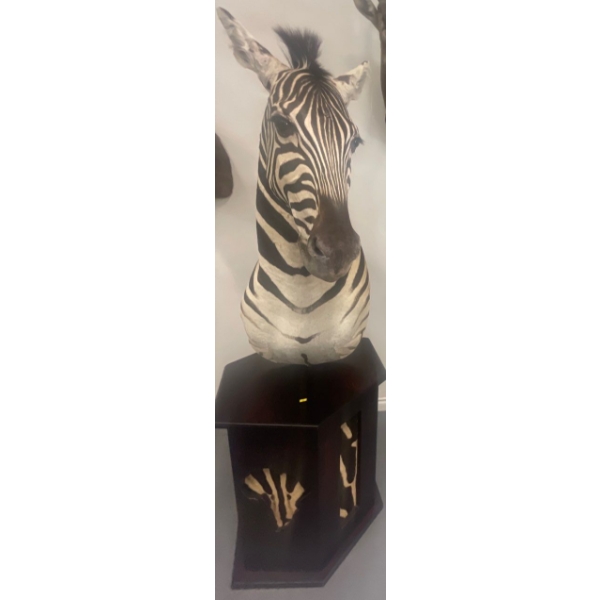 African Zebra Torso 17W x 40D x 76T