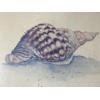 Image 1 : Shells Painting by Dorris Morgan (13.75 x 10.75" Before Frame)