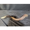 Image 2 : Shofar Horn