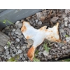 Image 11 : Assorted Garden Decor, Metal Geese, Whatever you can Remove (Hornet Nest Around 1Pc), As Pictured  