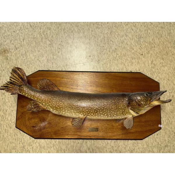 Taxidermy Pike 40L