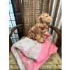 Image 2 : vintage-style carved wooden chair features a cane backrest and an upholstered seat cushion with vint