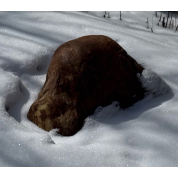 Huge Rock That Resembles A Dog - Must See !! 20"Long 