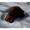 Image 1 : Huge Rock That Resembles A Dog - Must See !! 20"Long 