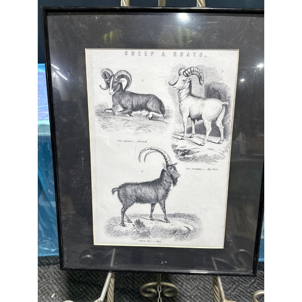 Sheep & Goats Print 10Wx15H