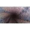 Image 9 : Mosin Nagant