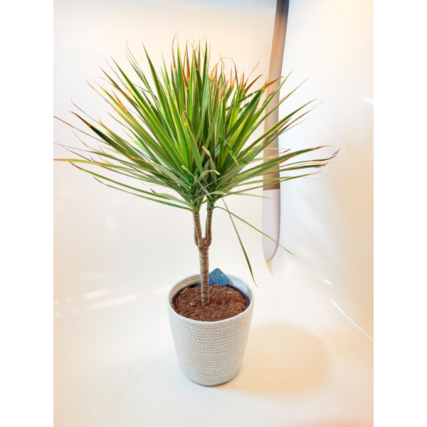  STANDARD DRACAENA MARGINATA INDOOR PLANT -N