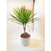 Image 1 :  STANDARD DRACAENA MARGINATA INDOOR PLANT -N