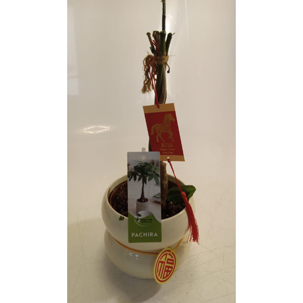 MONEY TREE SMALL EASY TO GROW LIVE INDOOR PLANT (NEW)